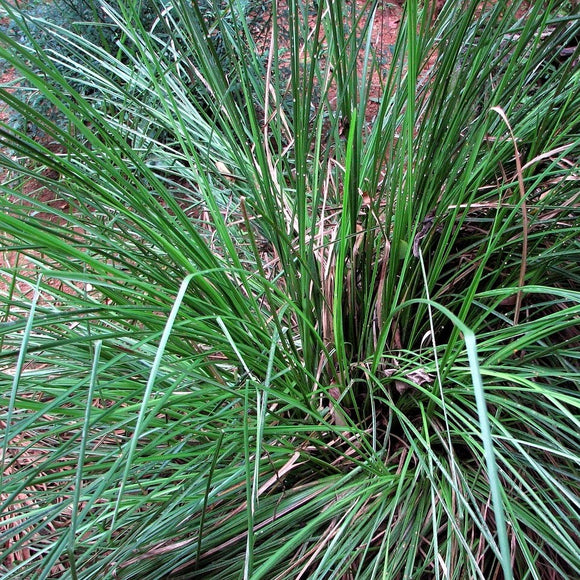 Sweetgrass - Live Plant