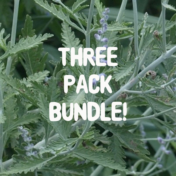Triple Pack Russian Sage - Live Plant Bundle