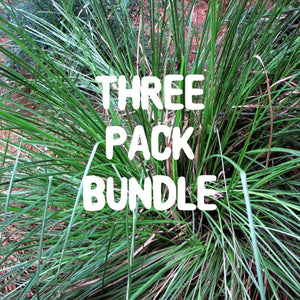 Triple Pack Sweetgrass - Live Plant Bundle