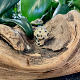 Mini Mushroom - Dalmatian Jasper