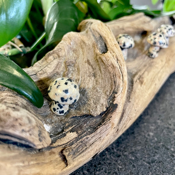 Mini Mushroom - Dalmatian Jasper