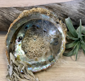 Abalone Smudging Shell